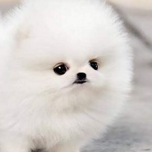 Meet your Posher, Elizabeth m